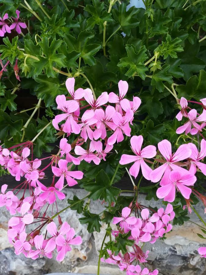 Holiday home Le Clos Des Hortensias *