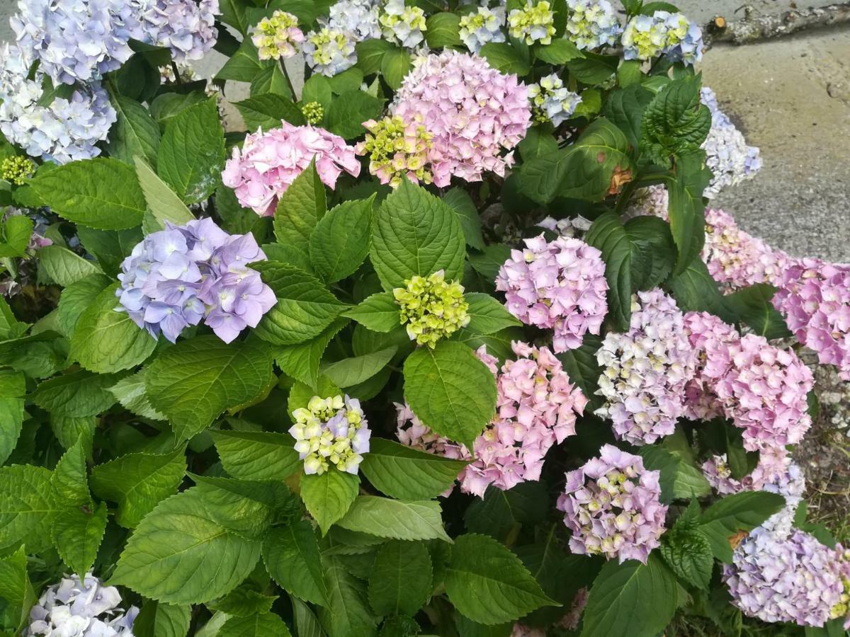 Le Clos Des Hortensias * Toutainville